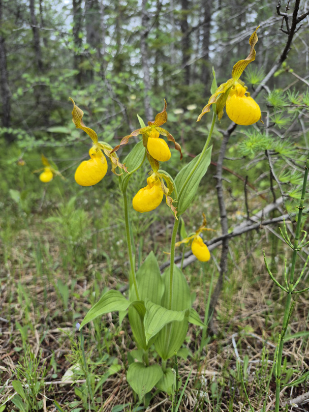 Lady Slippers