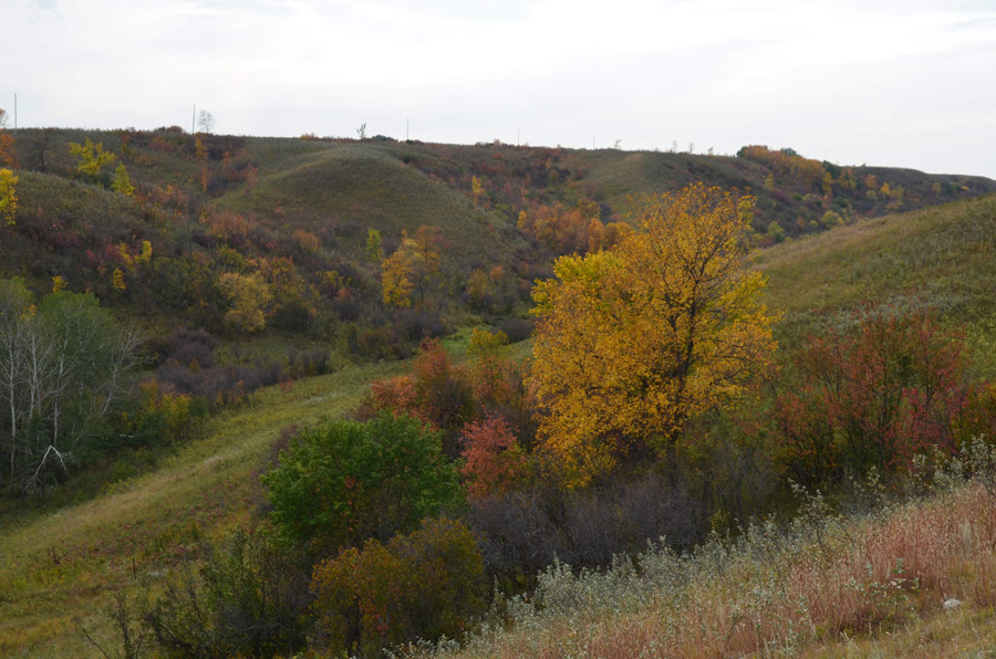 Fall Colours