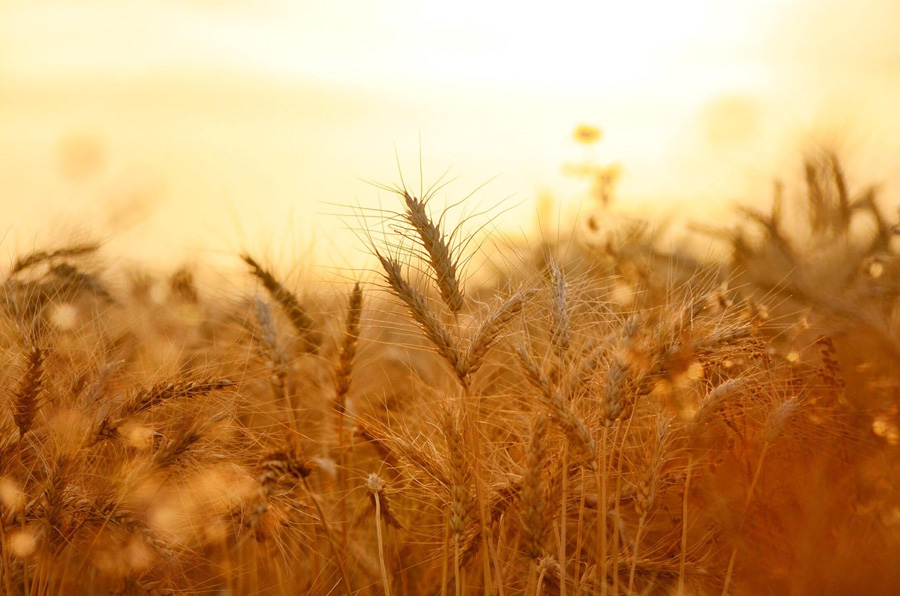 Harvest Time