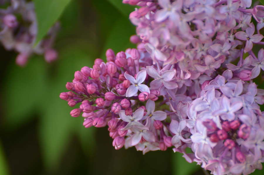 Lilac Spring