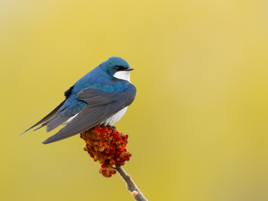 Tree Swallow on Sumac