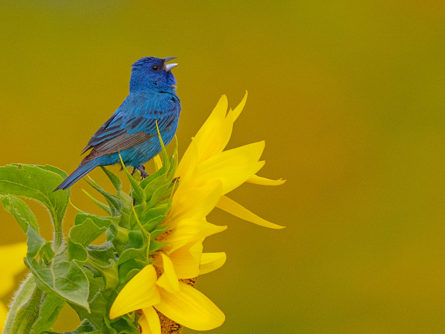 Indigo Bunting singing on Sunflower