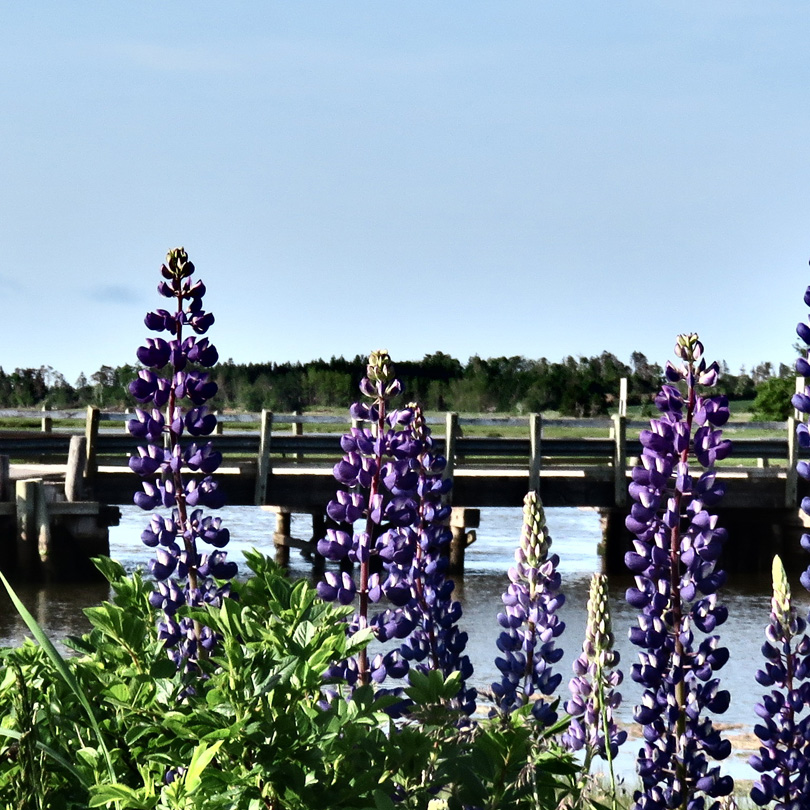 abiteau bridge