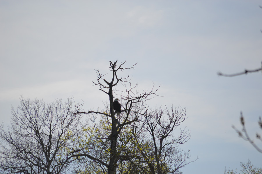 Eagle Watching Her Nest