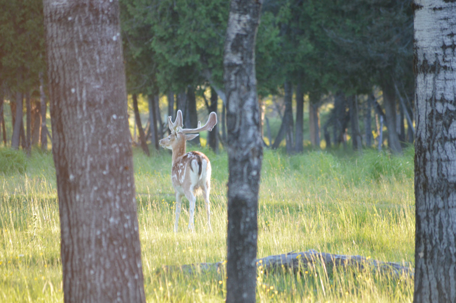 Fallow Deer