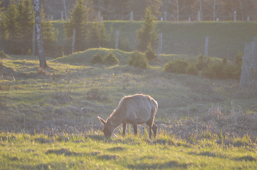 Elk Grazing