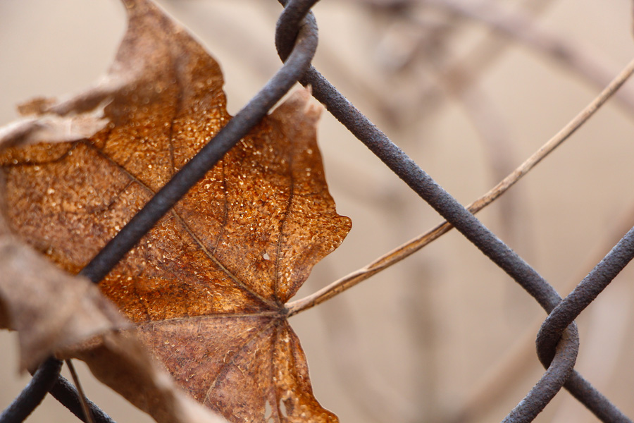 The Last Holdout
