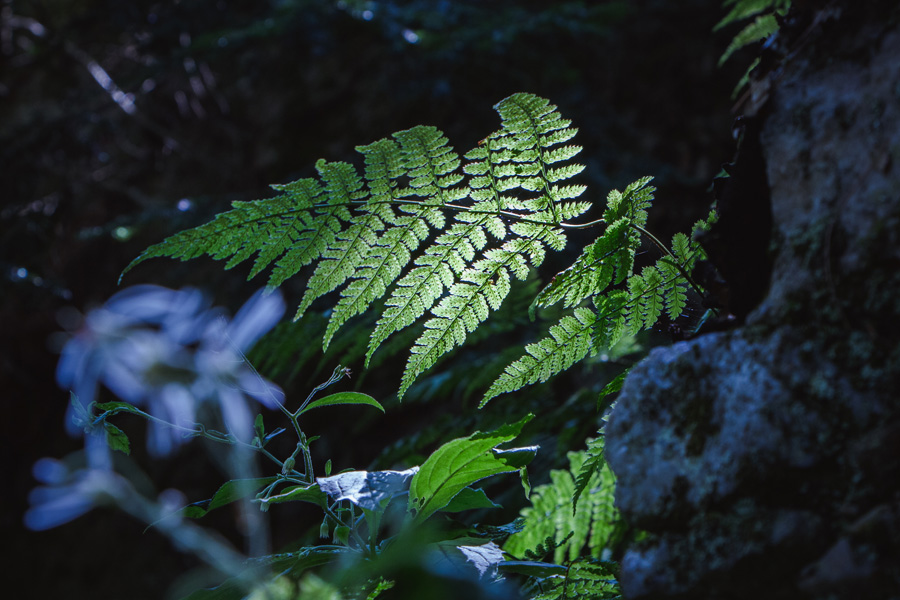 Tender Green