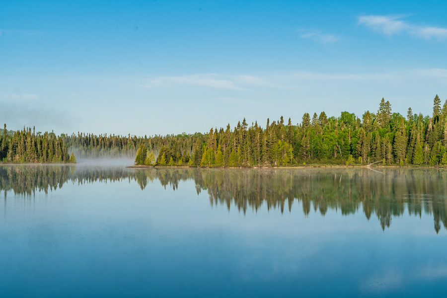 Spruce Fog