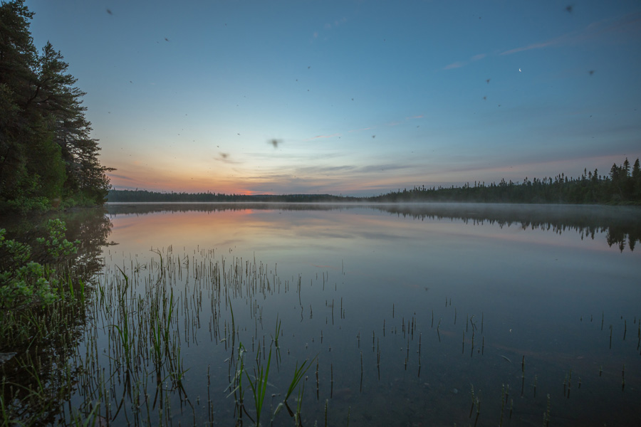 Sunrise Buzz