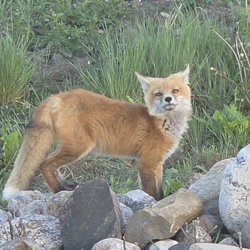 Fox on the Farm