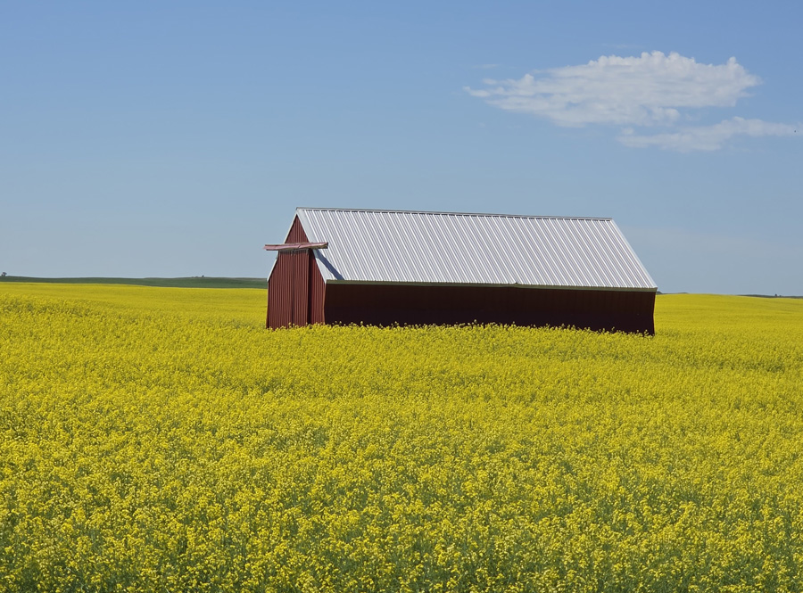 Canola Fields