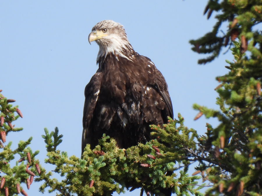 Eagle in the Arctic