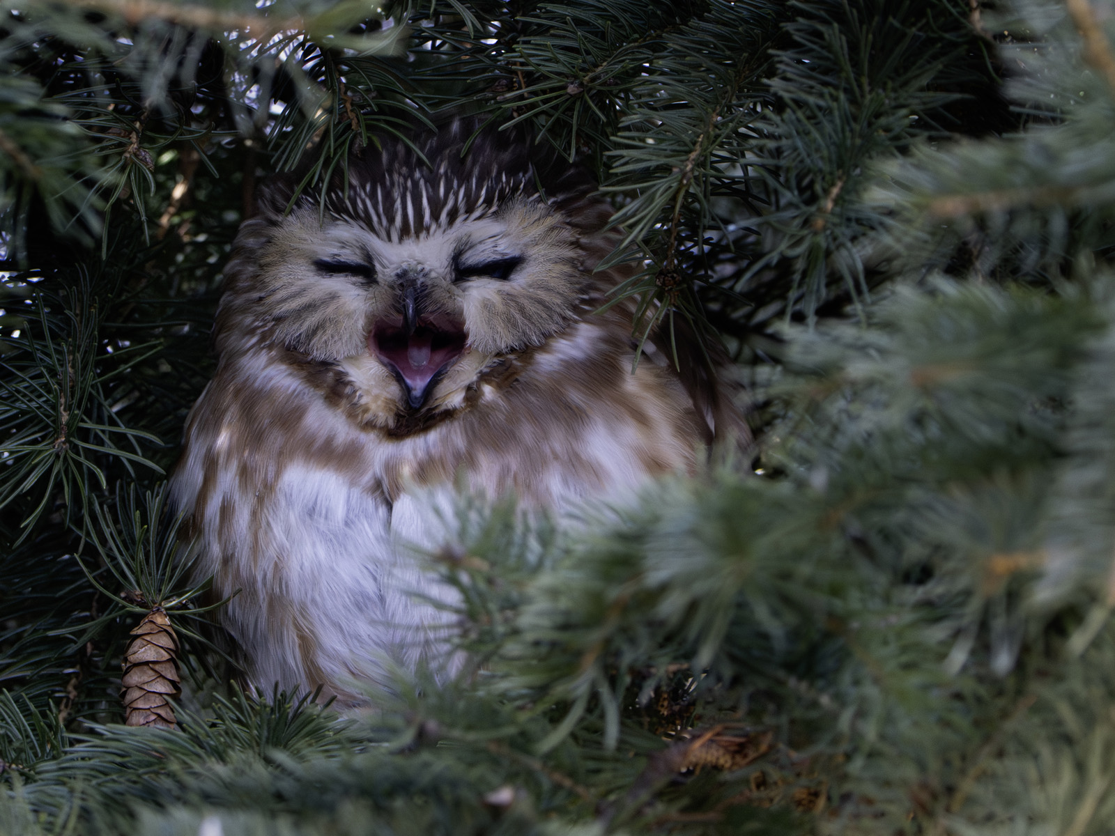 Saw-whet Owl Sleeping and Yawning