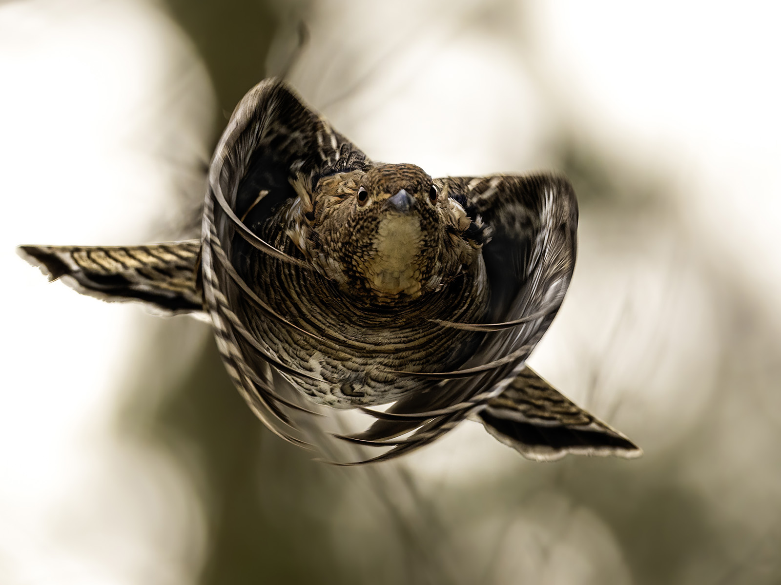 Ruffed Grouse in Flight