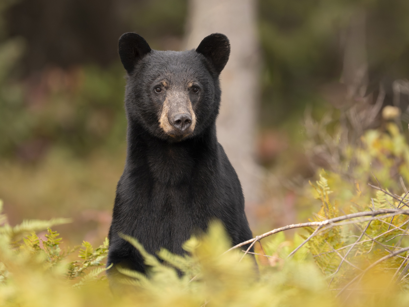 Black Bear
