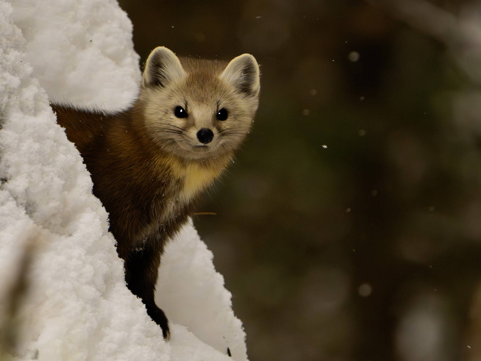 Pine Marten in Snow Hole
