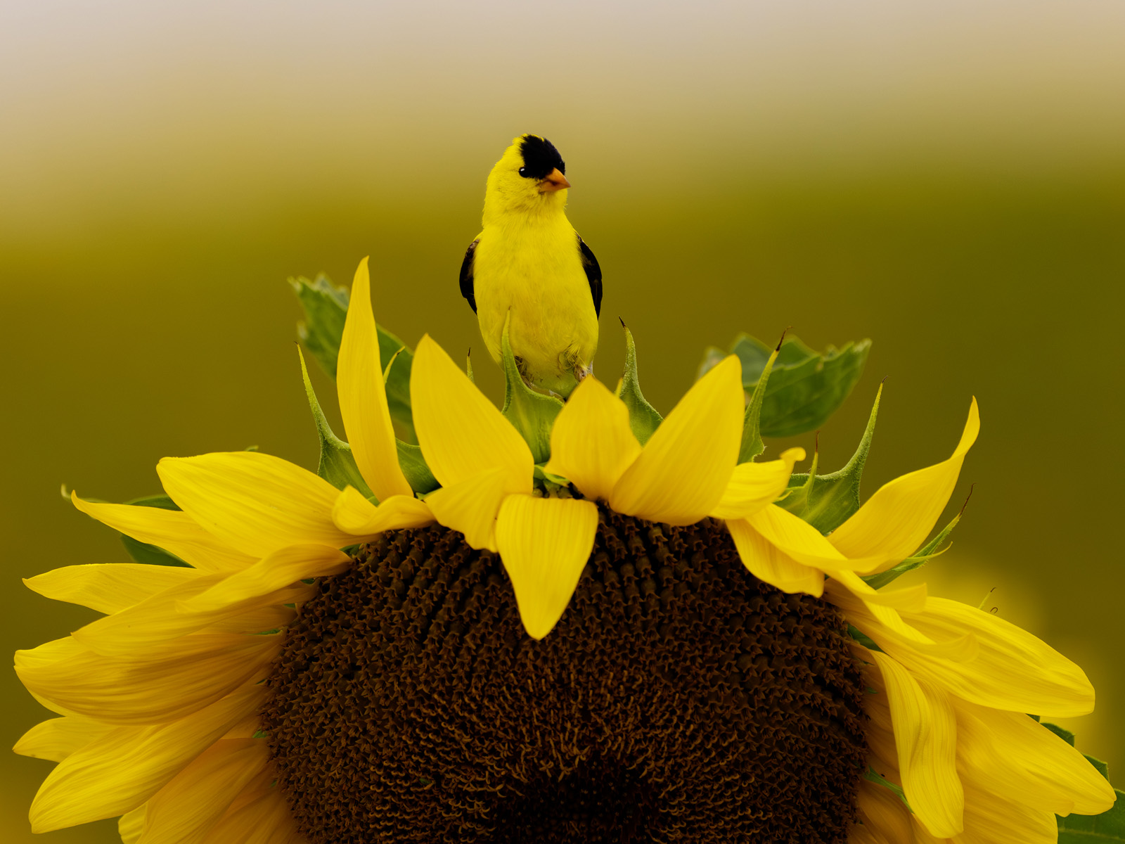 Goldfinch on Sunflower