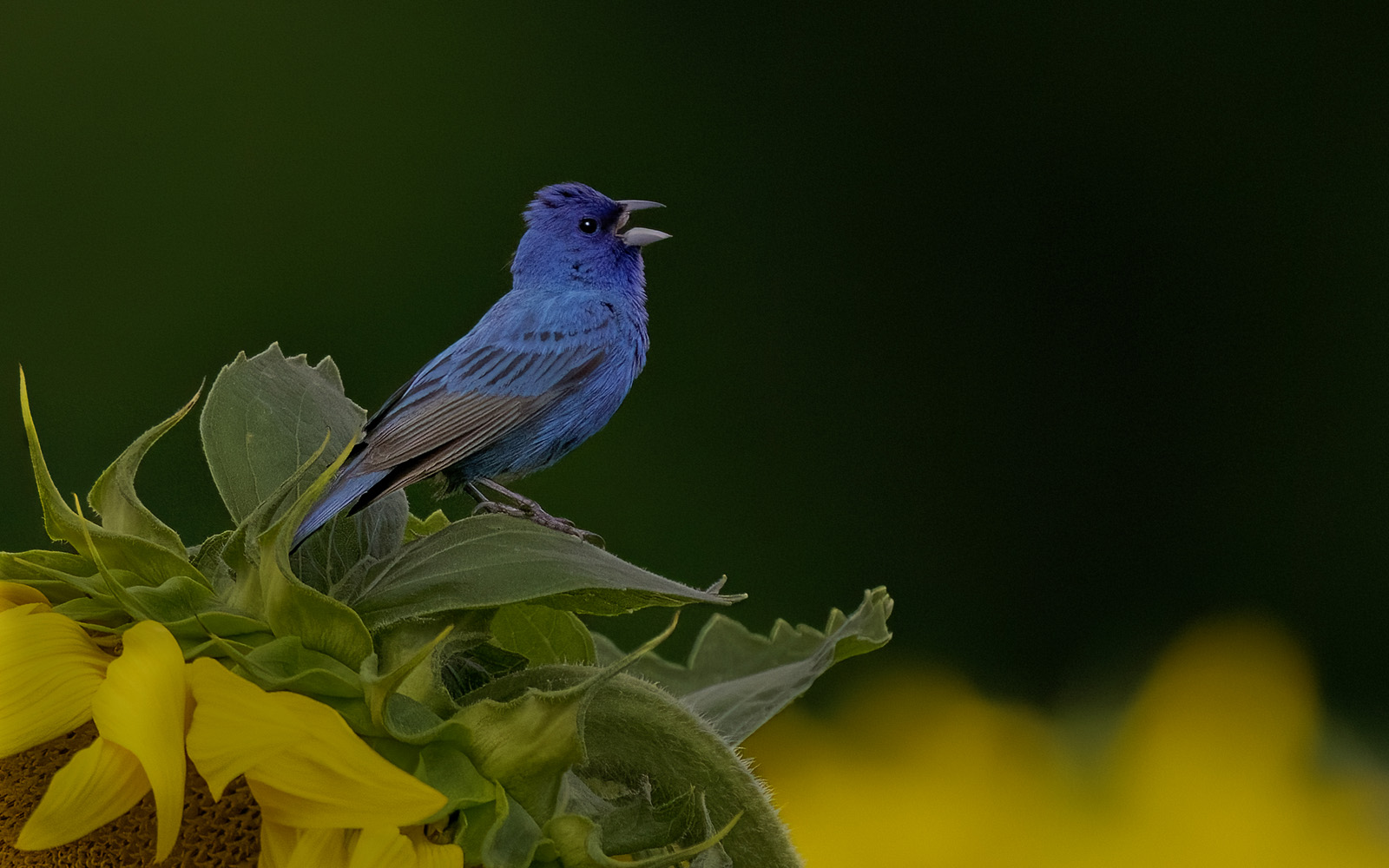 Indigo Bunting on Sunflower
