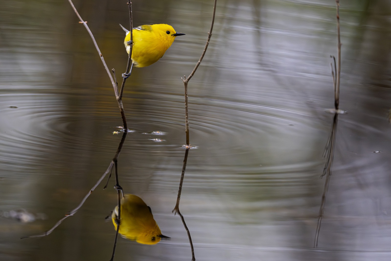 Prothonotary Warbler reflection