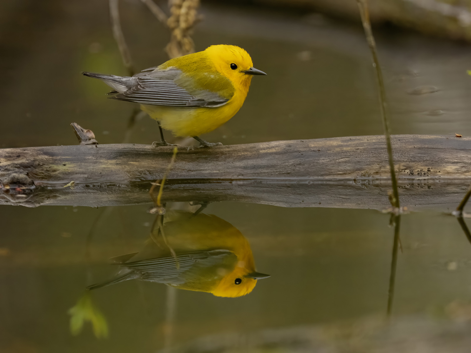 Prothonotary Warbler Reflection
