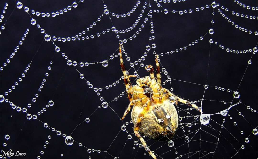 Guarding Her Jewels