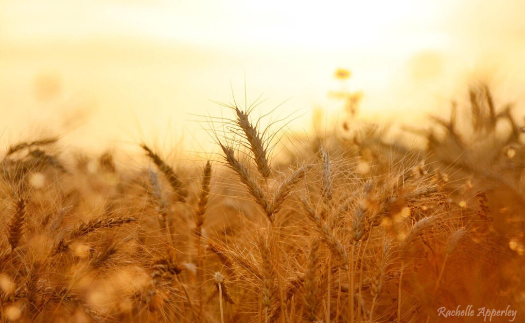 Harvest Time