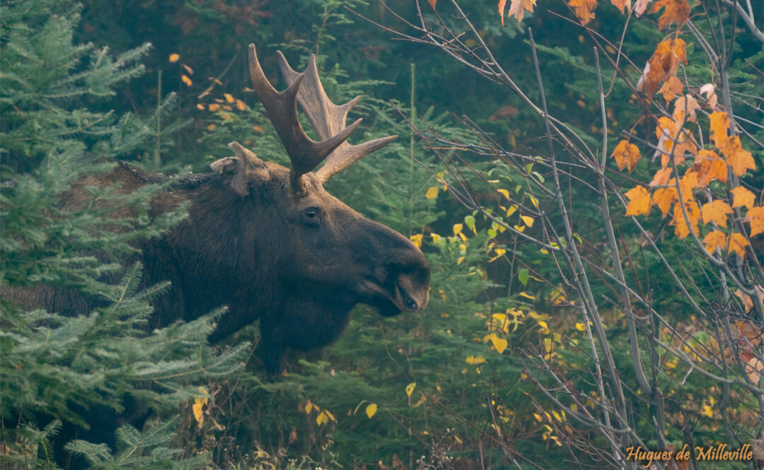 Bull Moose on a Cold Foggy Morning Bull Moose on a Cold Foggy Morning - Hugues De Milleville