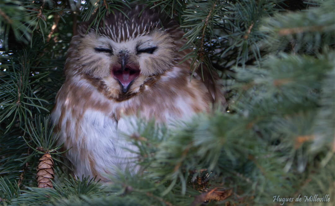 Saw-whet Owl Sleeping and Yawning